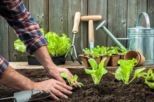 Rotherhithe gardeners maintaining plants and borders